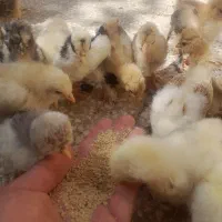 جوجه برهما و جوجه سلطان