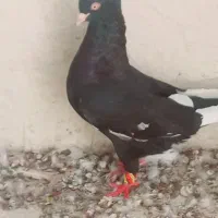زنگ بزن فقط