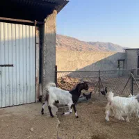 بز کهره تیشتر چاق میش چاق