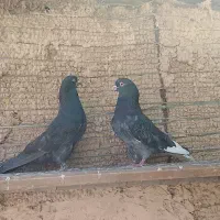 کفتر|پرنده|رودهن, |دیوار