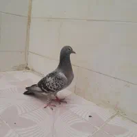 کبوتر پلاکی ماده