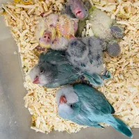 جوجه سرلاکی گرینچیک و راهب