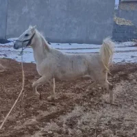 مادیون معاوضه