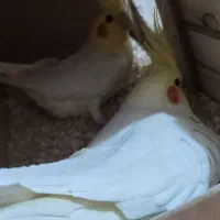 عروس هلندی بهترین نژاد7تخم