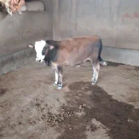 فروش‌ گوساله‌ نر‌ در‌ پلدختر