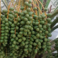 کود های ارگانیک و بیولوژیک گابریست