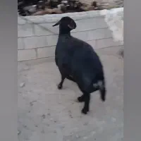 قوچ قزل افشاری