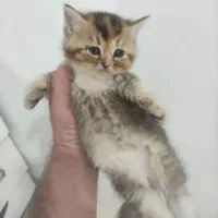 بچه گربه