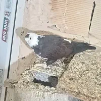 کفتر کلاغ و پشت