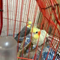 پرنده عروس هلندی جفت نر و ماده