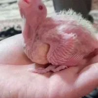 فروش عروس هلندی سرلاکی