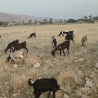 فروشی فوری