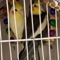 عروس هلندی بالغ و یکماهو نیمه