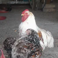 تخم نطفه دار