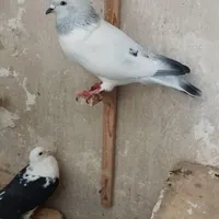 ساده کاکلی آس پاک پاک ابلغ وکله اسبی|پرنده|مشهد, کارمندان دوم|دیوار
