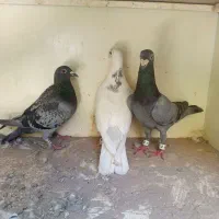 کبوتر
