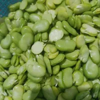 باقله تمام سبز درجه یک