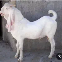 قصاب گوسفند