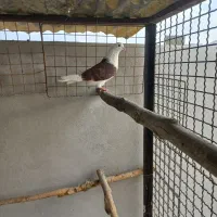 کفتر پرشی 13 عدد