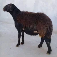 دام زنده تحویل باسلاخ پردیس وبومهن فقط ارسال۲۴ساعت