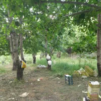 باغ گیلاس ۹۰۰ متری در روستای فیره لاریجان امل