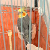 عروس هلندی