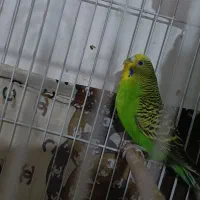 مرغ عشق