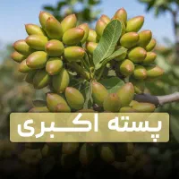 نهال پسته احمد آقایی با کیفیت بالا و عالی