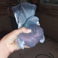 نر قلدر نشوندار پرشی