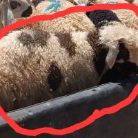 فروش بره خیلی سبک