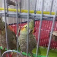 سه عددجوجه عروس هلندی