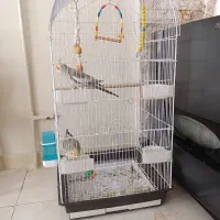 عروس هلندی با قفس