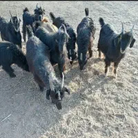 ۴۰راس کهر چاق نر