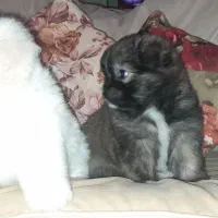 توله پامر ۶۲ روزه