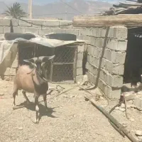 فروش نر بز آلپاین وبزماده مری