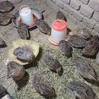 بلدرچین ۳ ماهه