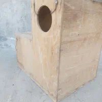 لونه طوطی ملنگو یا کاسکو