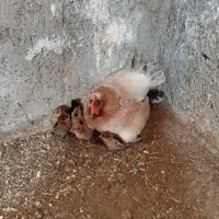 تخم مرغ بومی