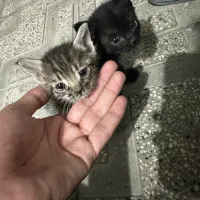 واگزاری چهار عدد گربه