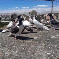 کبوتر
