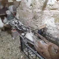 یک جفت کفتر|پرنده|خوشاب, |دیوار