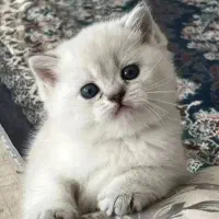 دنیای کوچک(( گربه‌)لوس وناز نازی