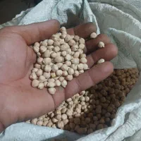 نخود آبگوشتی درجه یک