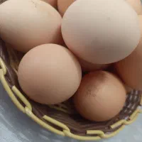 تخم مرغ محلی