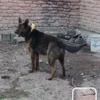 سگ ژرمن ارتشی نر