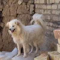 سگ پا کوتاه بازیگوش