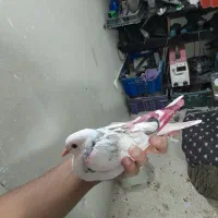 کفتر جوجه