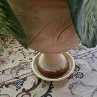 دیفن|گل و گیاه طبیعی|نجف‌آباد, امیرآباد|دیوار