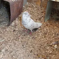 کبوتر|پرنده|حمیدیا, |دیوار