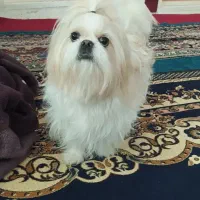 سگ پشمالو